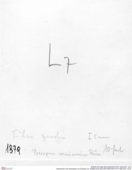 Historisches Foto (Rückseite) von Prosopon sp. (NHMW-AFW-GEO-BACHMAYER-FOTO-1990-0041-1379)